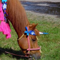 Хозяйка года. :: nadyasilyuk Вознюк