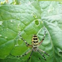 *** :: Зоя Мишина