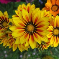 Вспоминая лето :: Лариса С.