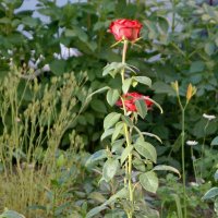 Розы. :: сергей ермошкин Розы. :: сергей ермошкин