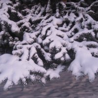 Зимнее :: Елена Семигина