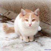 Подкормить братьев наших меньших в зимнюю стужу... :: Андрей Заломленков Подкормить братьев наших меньших в зимнюю стужу... :: Андрей Заломленков