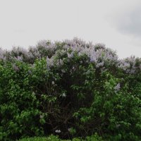 Май :: Елена Шаламова