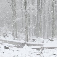 Снегопад :: Светлана 