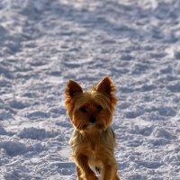 Столкнулись на тропинке :: Oleg S