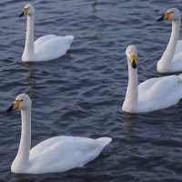 Зимние лебеди Алтая :: Наталия Григорьева