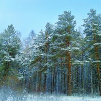 природа :: Владимир 