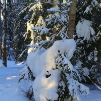 голова песню поет и старается всех нарядить :: Владимир голова песню поет и старается всех нарядить :: Владимир