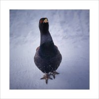 Тетерев :: Александр Иванов