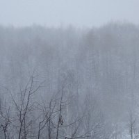 Снег идёт... :: Freddy 97