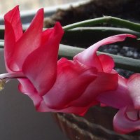 Декабрист :: Freddy 97 Декабрист :: Freddy 97