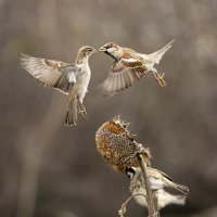 *** :: Валерий Черняк *** :: Валерий Черняк