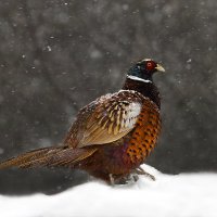 *** :: Валерий Черняк *** :: Валерий Черняк