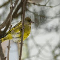 Зеленушка :: Сергей Ц