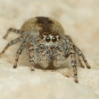 Скакун боярышниковый (Philaeus chrysops) или филеус златоглазый. :: Денис Ветренко