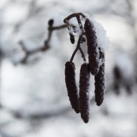 Зимние сережки. :: Наталья Лунева Зимние сережки. :: Наталья Лунева