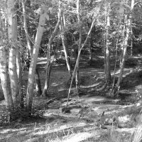 Фотография :: Денис Безногов