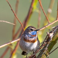 Варакушка :: Владимир Лазарев