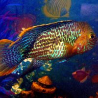 Рыбка резвится в воде голубой,сверкает своей чешуёй золотой. :: nadyasilyuk Вознюк