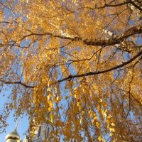 Золотое дерево :: Натали 