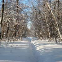 В чаще по звериной тропе.... :: Андрей Заломленков