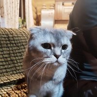 Баксик на даче. :: Ольга Довженко Баксик на даче. :: Ольга Довженко