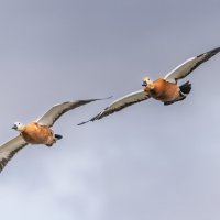 огари в полете. :: юрий макаров