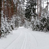 Зимний лес. :: Милешкин Владимир Алексеевич 