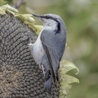 Поползень на шляпе подсолнуха :: елена беликова Поползень на шляпе подсолнуха :: елена беликова
