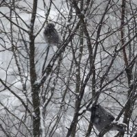 Приучите птиц в мороз к своему окну… :: Freddy 97