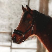 Ланграф Браун :: Кристина Щукина