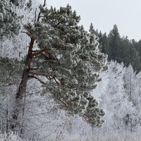 Зимнее очарование соснового леса. :: Сергей Адигамов