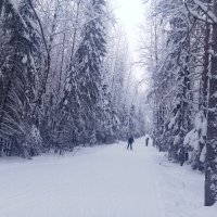 На утренней лыжне :: Виктор 