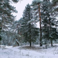 зима :: Владимир Зеленцов