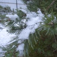 Праздничные дни заканчиваются, зима продолжается... :: Татьяна Р 