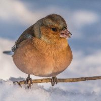 Зяблик. :: Nikolay Lovec