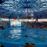 Адлер. Сочи Парк... шоу дельфинов :: Нина Бутко