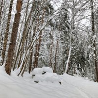 авто в лесу :: Владимир 