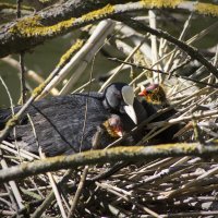 Лысуха. :: Александр. AVG100 --- Лысуха. :: Александр. AVG100 ---