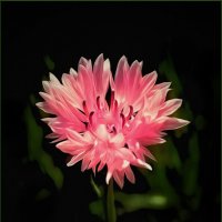 *** :: Александр. AVG100 ---