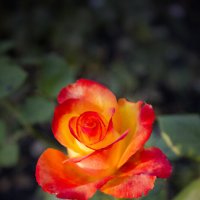 Роза. :: Александр. AVG100 ---