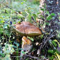 Не пара :: AleksSPb Лесниченко