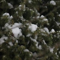 Туя :: Вячеслав Крысанов