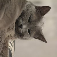 кот :: Вячеслав Крысанов