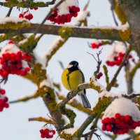 *** :: Виталий Емельянов *** :: Виталий Емельянов