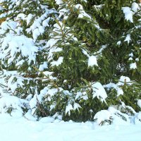 Снежный январь :: Светлана 