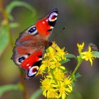 опять про бабочек...299 :: Александр Прокудин опять про бабочек...299 :: Александр Прокудин