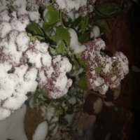 Очиток :: Сапсан 