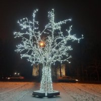 Светящееся дерево :: Сапсан 