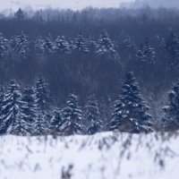 Зимний лес :: fogmeadowww m